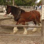 Ballarat - Sovereign Hill